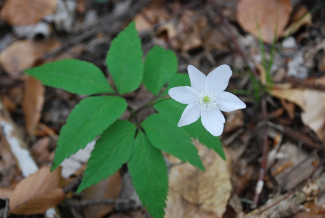 Anemonoides trifolia subsp. trifolia / Anemone trifoliata